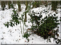 Winter in Elmstead Woods (8): the holly and the ivy