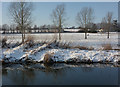 Field and young trees across the River Gipping