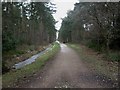 West Moors, forestry road