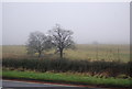 Two trees across the A358