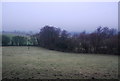 Line of trees south of Halsway Lane