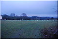 Sheep grazing on the edge of Bicknoller