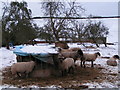SS9303 : Sheep in the snow at Bidwell by Rob Purvis