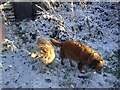 My Dogs in the snow.