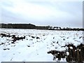 Snow laden bracken beside Duke