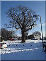 Winter trees in Langrish Close