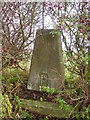 Trig point hiding in hedge