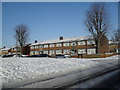 Winter trees in Whitsbury Road