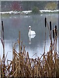 SU0625 : Swan on the Chalke Valley Fishing Lakes by Maigheach-gheal