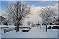 Wintery trees on Chestnut Avenue.