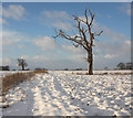 Farmland at Little Saxham