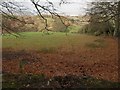 Field below Ellicombe Common