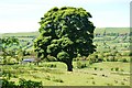 A splendid oak tree