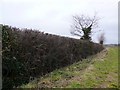 Hedgerow, Yeovil marsh