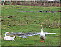 Puddles in pasture