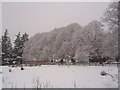 Lime trees in the snow.