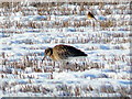 Curlew foraging in snowy stubble