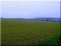 Pasture Field near Longthorns