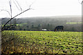 Horse above Brambletye