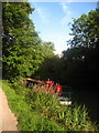 Willowherb by the Canal