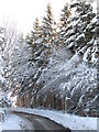 Snowy plantation above Parkgates Burn