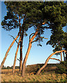 TF7801 : Pine trees in Gooderstone Warren by Evelyn Simak