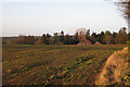 Ornamental tree planting by Dalehouse Lane