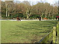 Alpacas at West Chiltington