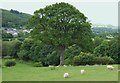 Great oak tree on the edge of the valley