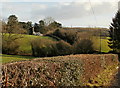 Hedges bordering Church Lane, Panteg