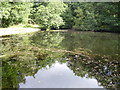 SK2998 : Pond in Wharncliffe woods by steven ruffles