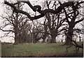 Old oak trees