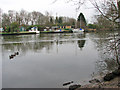 Mallards on the River Yare