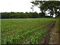 Maize  Field