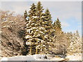 Snowy plantation above Parkgates Burn (2)