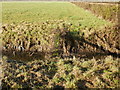 Perilous crossing plank, Windmill Reen