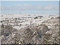 Catton in the snow