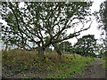 Sessile oaks on railway embankment south east of Chorlton Junction