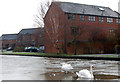 Two swans on the frozen Grand Union Canal