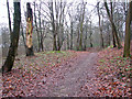 A woodland walk in Whitlingham Country Park