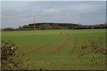 SP3369 : New growth near Cubbington Heath Farm 2 by Robin Stott