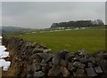 Copse, fields and dry stone wall