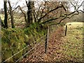 Field boundary, Westcombe