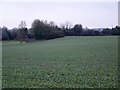 Root crops near West Dean