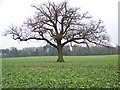 SU2930 : Root crops and oak tree near East Tytherley by Maigheach-gheal