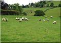 Hungry group of lambs