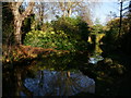 Tree reflections at New River Walk