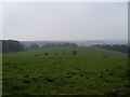 Cows grazing on Bar Hill