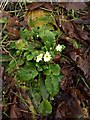 Primrose near Finlake