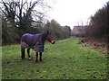 Horse with winter coat on